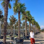 Palma konopná (Trachycarpus fortunei) - výška kmeňa 200-220 cm, celková výška 270-330 cm (-17°C) BOHATO OLISTENÝ EXEMPLÁR